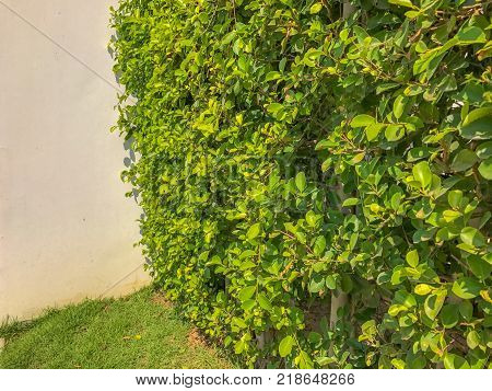 Ficus annulata bush wall near the road