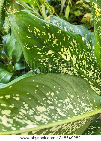 close up dracena marginata leaves background texture