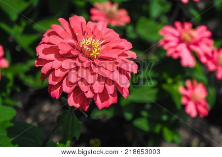 The blossoming gerbera jamesonii flowers closeup in garden