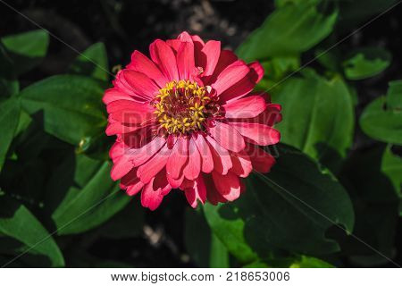 The blossoming gerbera jamesonii flowers closeup in garden