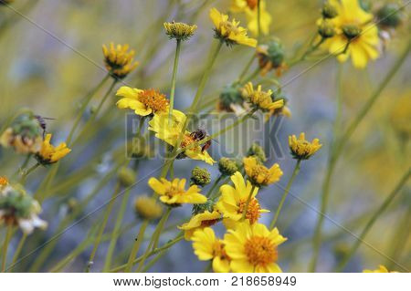 Stationary bee collecting pollen from yellow flower