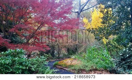walking path through colorful trees in a park