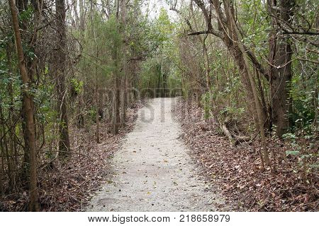 dirt walking trail surrounded by trees and fallen leaves