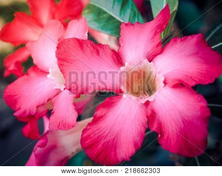 Azalea flowers, Selective focus and Close up