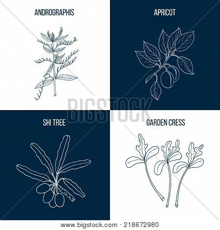Set of four hand drawn eatable and medicinal plants Vector illustration