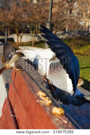 Eurasian Tree Sparrow or Passer montanus. Common bird isolated standing on red board. True sparrows, Old World sparrows