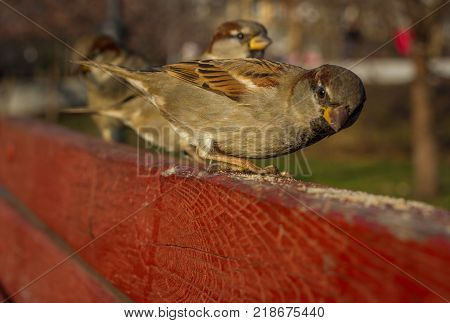 Eurasian Tree Sparrow or Passer montanus. Common bird isolated standing on red board. True sparrows, Old World sparrows