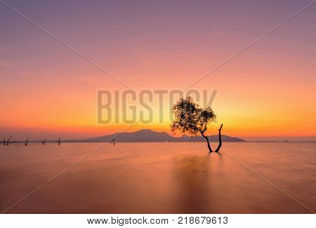 Beautiful tree in the reservoir at sunset.