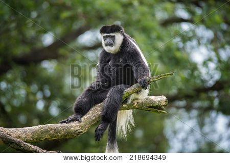 Mantled guereza also known as Colobus guereza