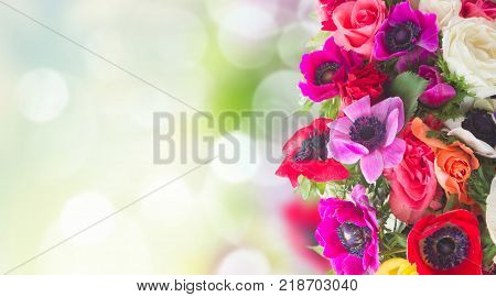 Fresh colorful anemones and roses flowers border on garden bokeh background with copy space banner