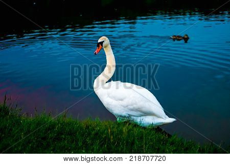White Swans In The Lake With Blue Dark Background On The Sunset.