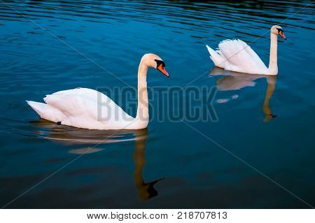 White Swans In The Lake With Blue Dark Background On The Sunset.