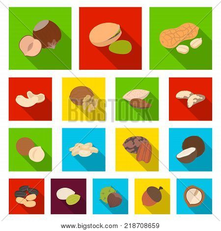 Different kinds of nuts flat icons in set collection for design.Nut Food vector symbol stock  illustration.