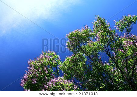 Fioritura Lilla