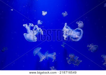 Underwater jellyfish ocean aquatic sea life aquarium