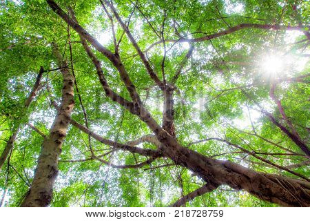 Sunlight Sifting Through The Leaves Of Banyan Trees