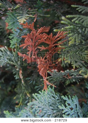 Cotoneaster