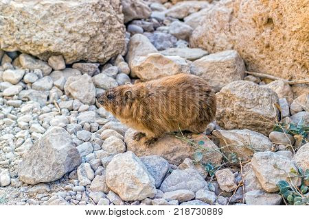 Rock hyrax (Procavia capensis) at Ein Gedi National Park Israel.