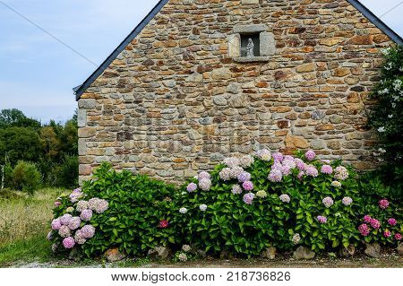 A quaint stone cottage in Brittany France stands fronted by flowering bushes such as hydrangea hortensia and paniculata.