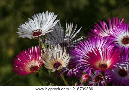 Dorotea-flowers in closeup, macro. Green, dark background.