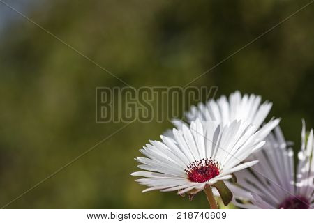 Dorotea-flowers in closeup, macro. Green, dark background.