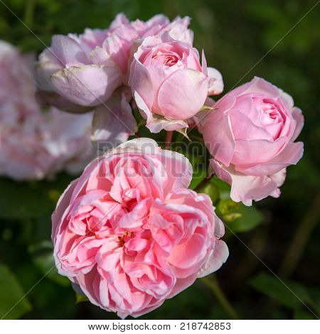 Beautiful light pink nostalgic rose in a garden. Modern Shrub rose Cinderella. Kordes