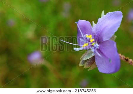 Close-up of a Beautiful Purple Murdannia Flower in the Green Field