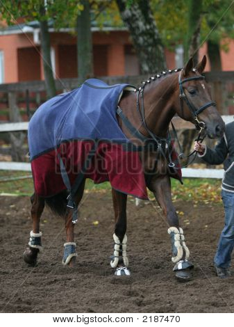 El caballo en un paño de cuerpo en paseo