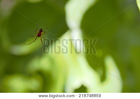 Red spider hanging in front of a background of plants