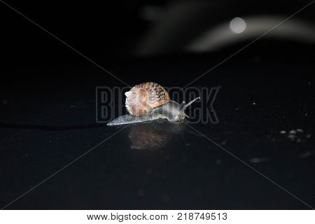 Snail crawling over the hoof of a car. Photo taken at 14-10-2017 in the Netherlands.
