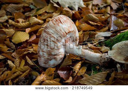 Mushroom laying down in the leafs in a forest located at the Netherlands.