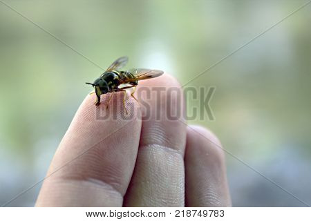 Bee standing on a finger blurry background