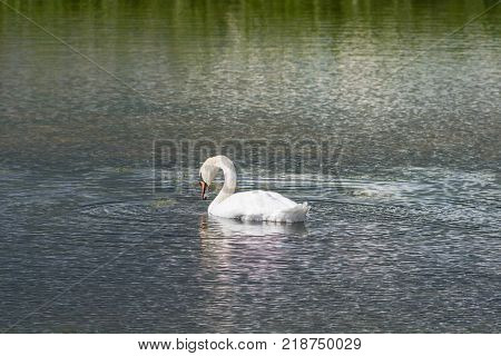 Mute Swan - Cygnus olorIn in lake water water with surrounding park trees in Ryton Pools, UK.