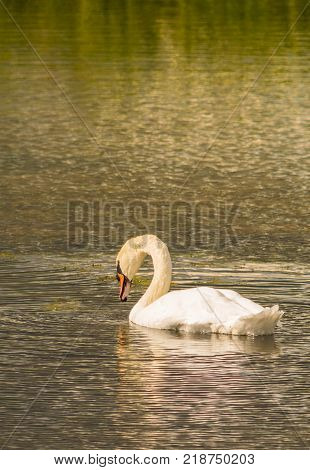 Mute Swan - Cygnus olorIn in lake water water with surrounding park trees in Ryton Pools, UK.