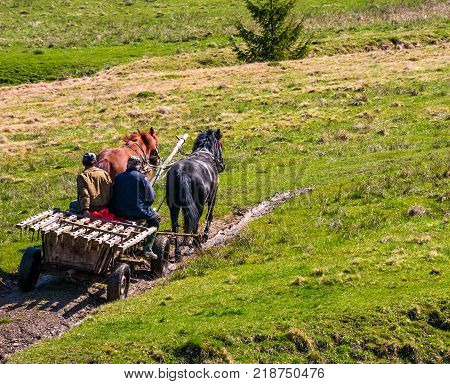 Pylypets Ukraine - May 01 2017: traffic in mountainous rural area in summer. wooden cart with two horses and two men ridge uphill the grassy