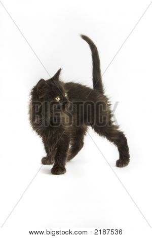 Gatinho preto