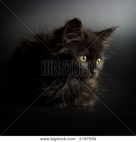 Gatinho preto