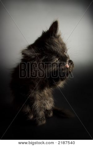 Gatinho preto