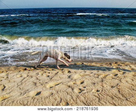 a dog running along the seashore on one of the beaches of Odessa