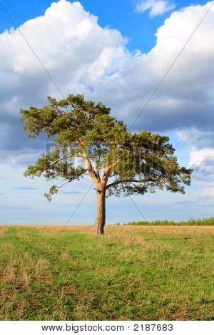 Lone Pine tavaszán
