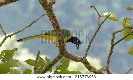 Green magpie (Cyanocorax yncas) eating insects on a tree