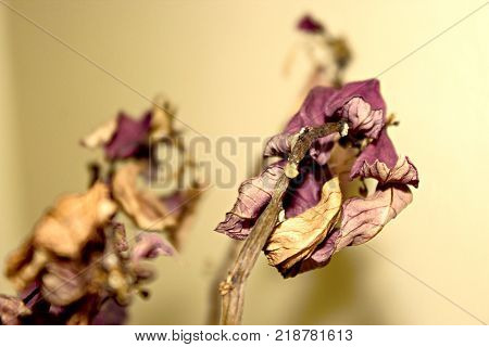 Dry purple leaves on dead plant close up