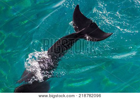 Tale of yong Bottlenose dolphin is diving in red sea near the beach on shellow water