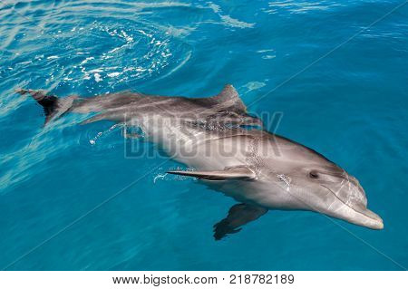 The yong Bottlenose dolphin is swimming in red sea near the beach on shellow water