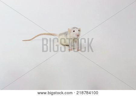 Rat on the floor. Cute Little Rat on The Floor. Zoophobia, Pets, Rodents Concept.Rat Scare. Little Rat on White Background.