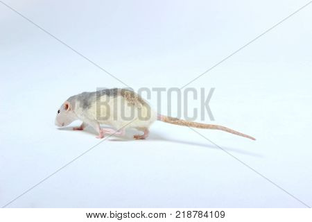 Rat on the floor. Cute Little Rat on The Floor. Zoophobia, Pets, Rodents Concept.Rat Scare. Little Rat on White Background.