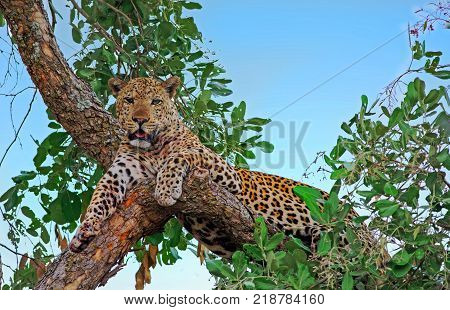 Alert looking male african leopard (panthera pardus) relaxing in a tree looking directly ahead south luangwa national aprk zambia