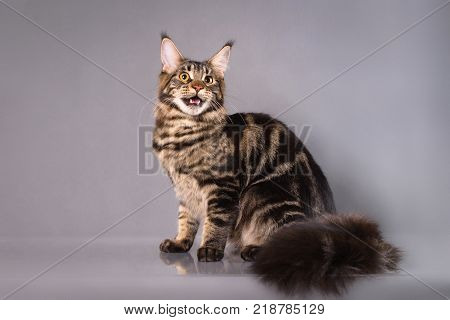 Brown Classic Torbie Maine coon cat sitting on grey background.