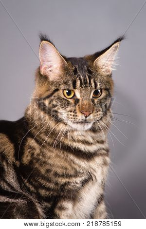 Brown Classic Torbie Maine coon cat on grey background, closeup portrait.