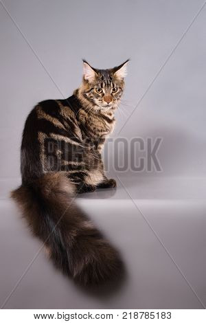 Brown Classic Torbie Maine coon cat sitting on grey background.